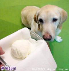 狗狗補鈣小點心『超簡單自製茅屋起司』