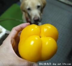 南瓜濃湯雞肉燴飯