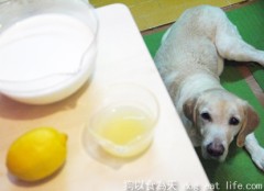 狗狗補鈣小點心『超簡單自製茅屋起司』