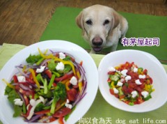 狗狗補鈣小點心『超簡單自製茅屋起司』