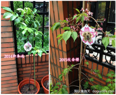 2015大寶的親子“花見便當”出爐囉！（已截止訂購）