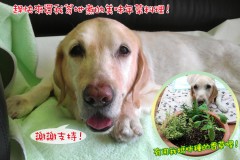 親子系列 2015狗寶貝年菜