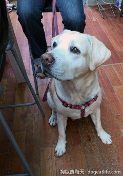 狗寶貝的金猴年手工創意健康年菜試吃大會