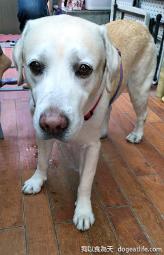 狗寶貝的金猴年手工創意健康年菜試吃大會