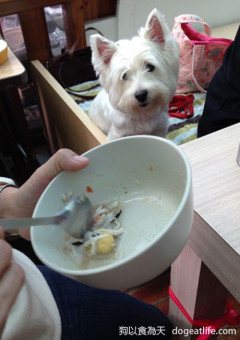 狗寶貝的金猴年手工創意健康年菜試吃大會