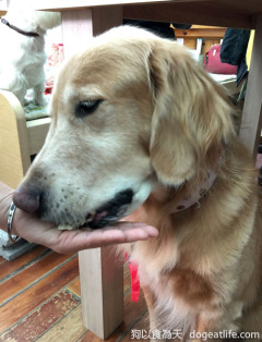 狗寶貝的金猴年手工創意健康年菜試吃大會