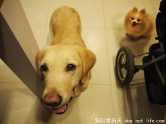 五行蔬菜鮮食凍