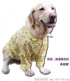 大寶立志加入五月天的”香蕉天團”~