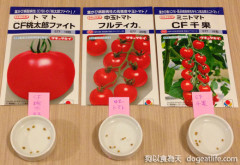 火焰山牛寶丸之“萬用番茄醬”作法分享