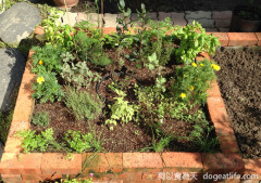 “吃吃喝喝種香草”體驗親近土地與大自然的生活 “吃吃喝喝種香草”體驗親近土地與大自然的生活