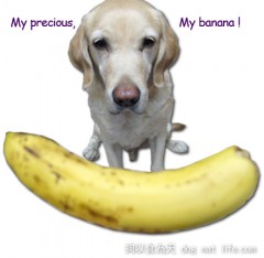 大寶立志加入五月天的”香蕉天團”~