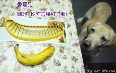 大寶立志加入五月天的”香蕉天團”~