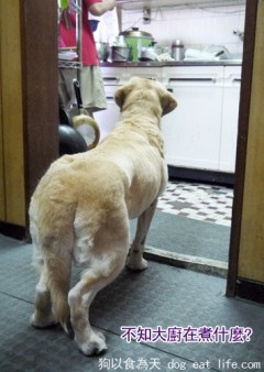 大廚回台煮好料