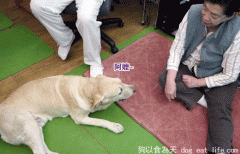 老狗的”快樂飲食”
