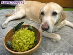 老狗的”快樂飲食”