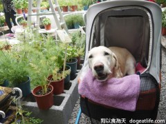 香草狗王子-大寶