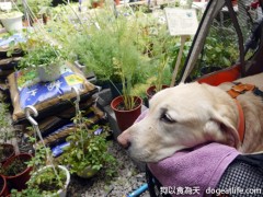 香草狗王子-大寶