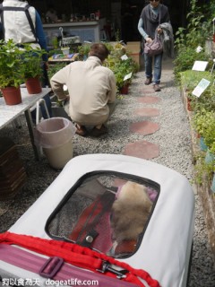 香草狗王子-大寶