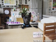 香草狗王子-大寶