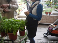 香草狗王子-大寶