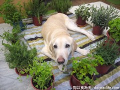 香草狗王子-大寶