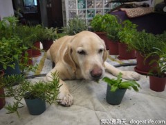 香草狗王子-大寶