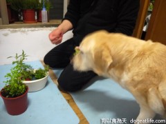 好奇大寶～監看香草採收