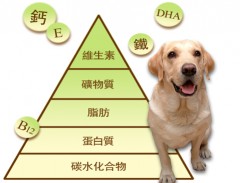 狗狗一天所需的營養素必需量