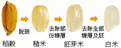 來看糙米與白米的差別,所以…