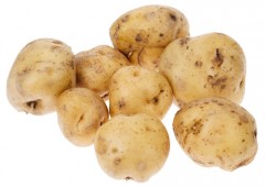 狗狗會中毒的食材-蘇醫師為你解析箇中原由