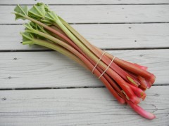 狗狗會中毒的食材-蘇醫師為你解析箇中原由