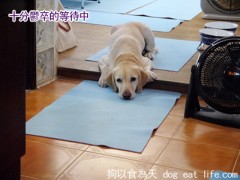 狗狗補充鈣質小點心『烤柳葉魚』