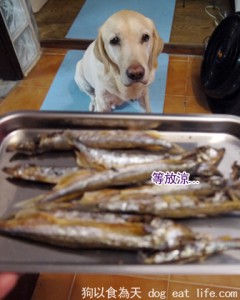 狗狗補充鈣質小點心『烤柳葉魚』