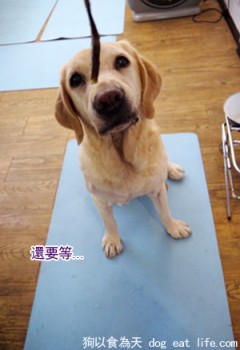狗狗補充鈣質小點心『烤柳葉魚』