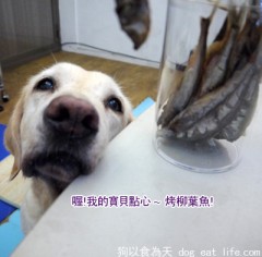 狗狗補充鈣質小點心『烤柳葉魚』